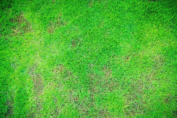 grass texture the lack of lawn care and maintenance until the damage pests fungus and disease field in bad condition. Dead grass top view of the nature background. texture of Green and brown patch.