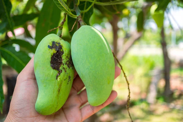 Rotten mango in farmer\'s hand., The mango was pierced by insects to damage the skin of the mango., Disease in mango that causes the skin of mango fruits and leaves to become black spots.