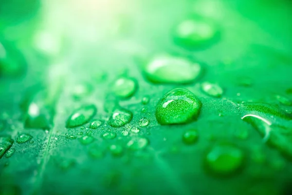 Vízcseppek Elölnézete Zöld Levélen Eső Után Esős Napokon Hullik Levélre — Stock Fotó