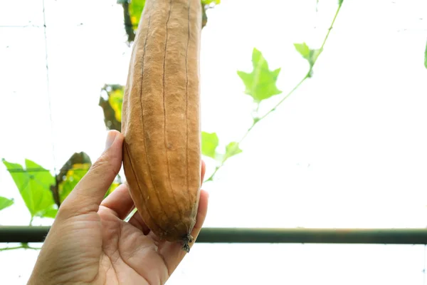 Gourds Giardino Che Sono Asciutti Pronti Piantare Nuovo Semi Zucche — Foto Stock