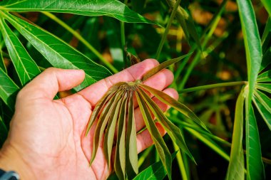 Bir bahçıvanın eli, sabahın erken saatlerinde Cassava ağacının genç yapraklarına dokunur. Cassava ağacı, Cassava tarlasında genç yapraklar filizlenir. Cassava yapraklarına dokunuyorum..