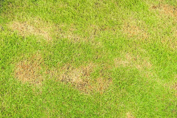 Szkodniki Choroby Powodują Uszkodzenia Zielonych Trawników Trawników Złym Stanie Wymagają — Zdjęcie stockowe