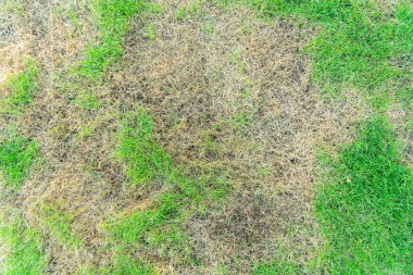 Çimen dokusu, çimen arka planı. Çimenler yamalı, çimenler kötü durumda ve bakılması gerekiyor. Böcekler ve hastalıklar yeşil çimlerde hasara yol açıyor. Çimlerin kötü durumda ve korunması gerekiyor..