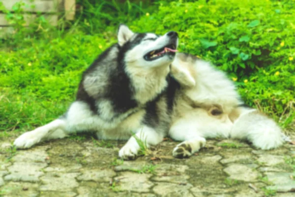 Idea Fotos Borrosas Para Hacer Fondo Perro Husky Siberiano Está —  Fotos de Stock