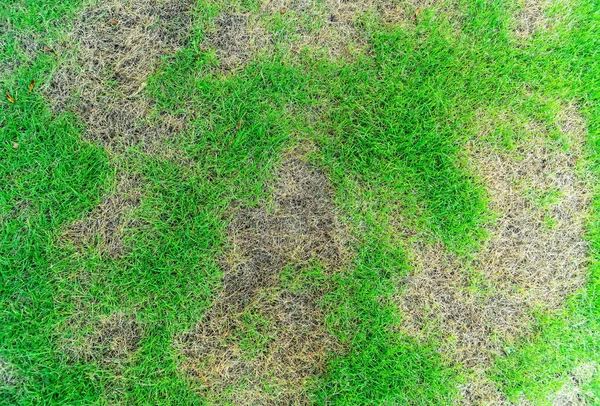 Grass texture, grass background. patchy grass, lawn in bad condition and need maintaining, Pests and disease cause amount of damage to green lawns, lawn in bad condition and need maintaining.