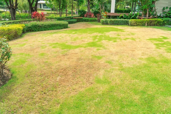 Pragas Doenças Causam Quantidade Danos Aos Gramados Verdes Gramado Mau — Fotografia de Stock