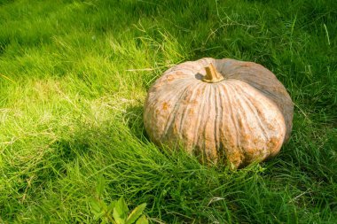 Büyük turuncu balkabağı yeşil çimenlerin üzerine konur, balkabağı yeşil çimlerin üzerine konur, Cadılar Bayramı kabağı, sonbahar balkabağı, yakın plan