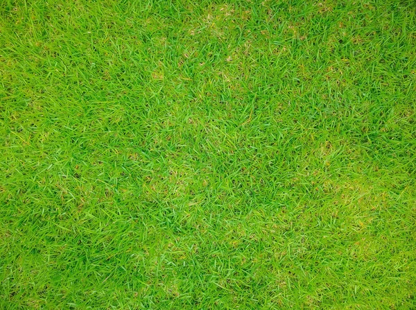 Tuin Voor Achtergrond Gras Textuur Groene Gazon Desktop Foto Park — Stockfoto