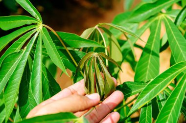 Cassava yapraklarına elle dokunmak. Bir bahçıvanın eli, sabahın erken saatlerinde Cassava ağacının genç yapraklarına dokunur. Cassava ağacı, Cassava tarlasında genç yapraklar filizlenir..