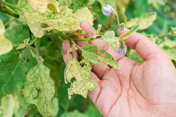 Gli Insetti Nocivi Stanno Distruggendo Foglie Melanzane Mani Agricoltore Che — Foto Stock