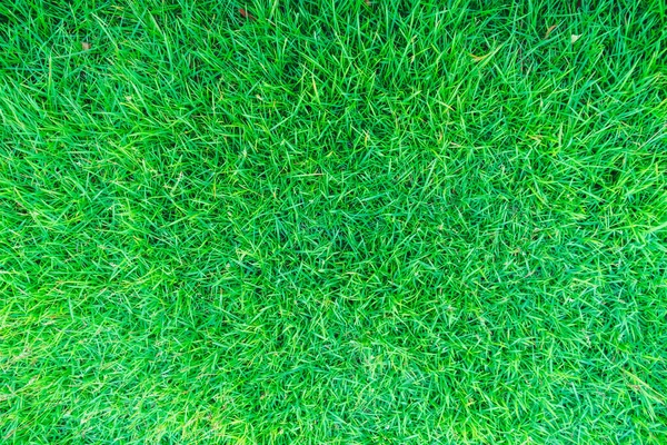 Green Grass Texture Background Green Lawn Backyard Background Grass Texture — Stock Photo, Image