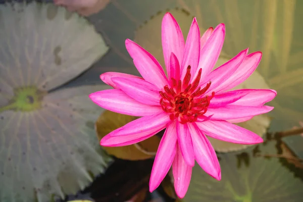 Pink leaves are blooming in the lotus pond. The beauty of the lotus flowers in the pool, The Pink lotus flower portrait photo, Pink lotus flower.