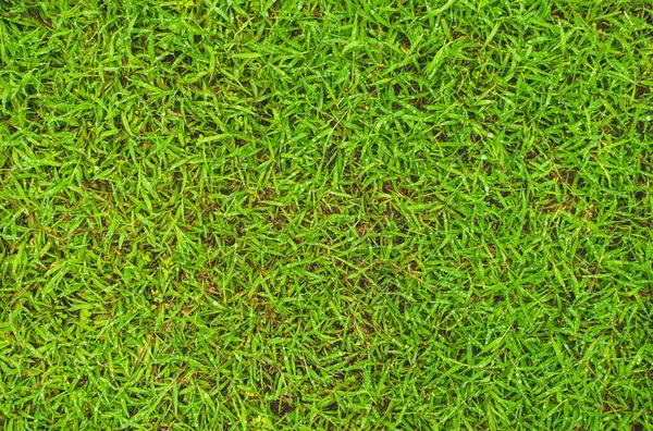 Gotas Água Cima Grama Textura Grama Verde Com Orvalho Natureza — Fotografia de Stock