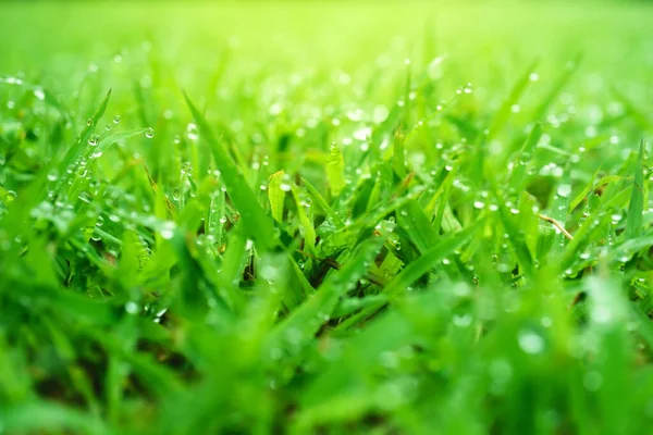 Gotas Água Cima Grama Grama Orvalho Pela Manhã Grama Verde — Fotografia de Stock