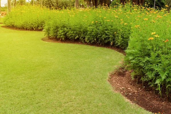 Grüner Rasen Der Vordere Rasen Für Hintergrund Gartenlandschaftsgestaltung Gelbe Blumen — Stockfoto