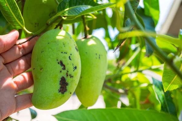 Malattia Nel Mango Che Provoca Pelle Frutti Foglie Diventare Macchie — Foto Stock