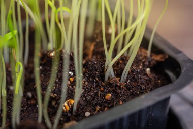 Ahşap arka planda saksıda küçük bitkiler. Seçici odak.