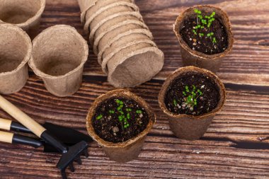 Turba saksılarındaki küçük bitkiler. Ahşap arkaplanda bahçe araçları