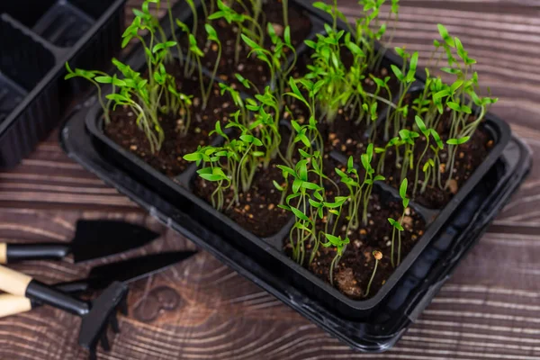 Plantas Pequeñas Macetas Herramientas Jardín Sobre Fondo Madera Enfoque Selectivo — Foto de Stock