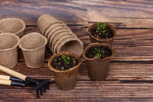 泥炭ポットの小さな植物 木の背景にある庭道具 — ストック写真
