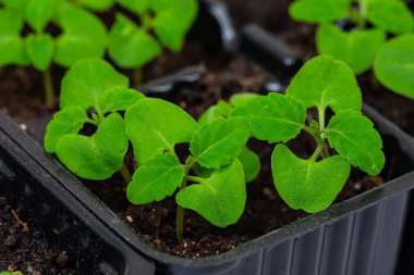 Yeşil filizlere yakın çekim. filizlenmiş filizler siyah filizlenme tepsisinde.