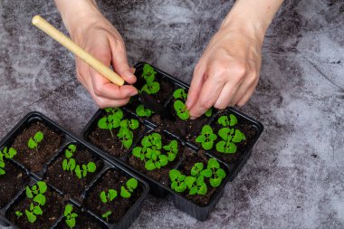 El nakli bitkileri. dalış fideleri