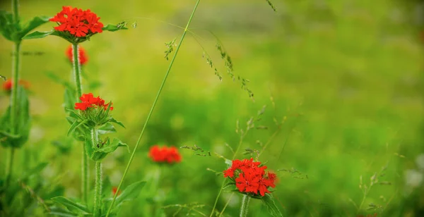 Rote Blumen Auf Grünem Hintergrund Mit Weichem Fokus — Stockfoto