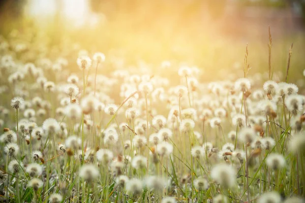 Löwenzahnfeld Panoramischer Naturhintergrund Selektiver Fokus — Stockfoto