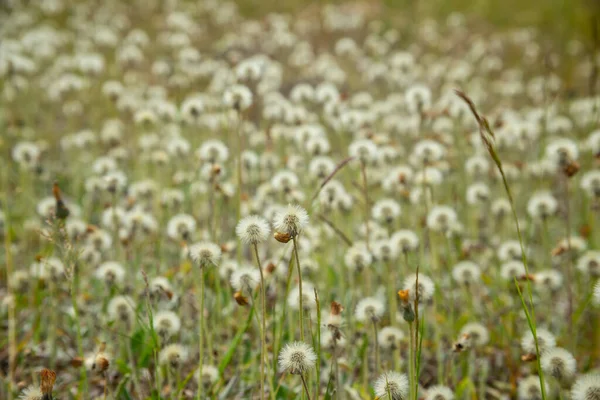 Maskros Fält Panoramautsikt Natur Bakgrund Selektiv Fokus — Stockfoto