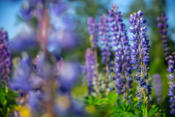 Lupinenblüte Auf Unscharfem Grünen Hintergrund Selektiver Fokus — Stockfoto