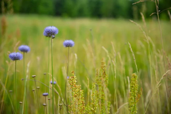 Nahaufnahme Von Blauen Disteln Blume Auf Verschwommenem Grünen Hintergrund — Stockfoto