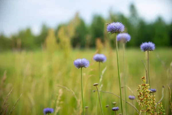Nahaufnahme Von Blauen Disteln Blume Auf Verschwommenem Grünen Hintergrund — Stockfoto