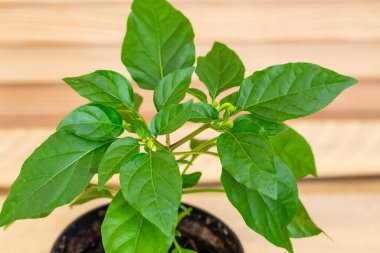 Tencerede büyüyen dekoratif biber.