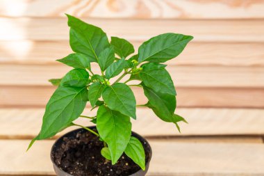 Tencerede büyüyen dekoratif biber.