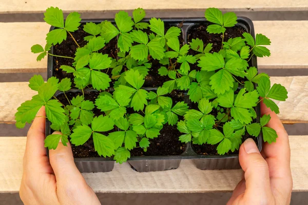 Plántulas Fresa Creciendo Macetas — Foto de Stock