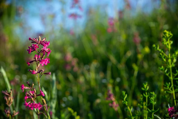 Wiese Mit Rosa Gelben Violetten Blüten Natur Verschwimmt Hintergrund — Stockfoto