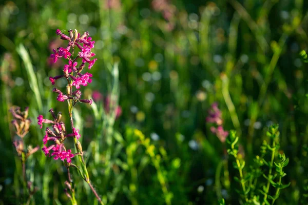 Wiese Mit Rosa Gelben Violetten Blüten Natur Verschwimmt Hintergrund — Stockfoto