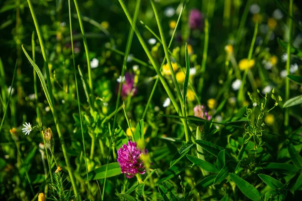 Wiese Mit Rosa Gelben Violetten Blüten Naturhintergrund Selektiver Fokus — Stockfoto