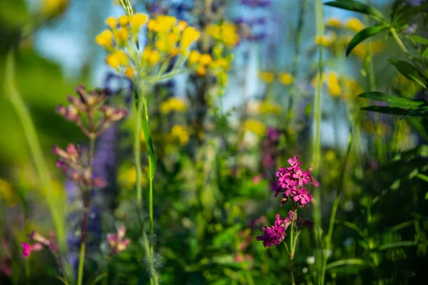 Wiese Mit Rosa Gelben Violetten Blüten Naturhintergrund Selektiver Fokus — Stockfoto