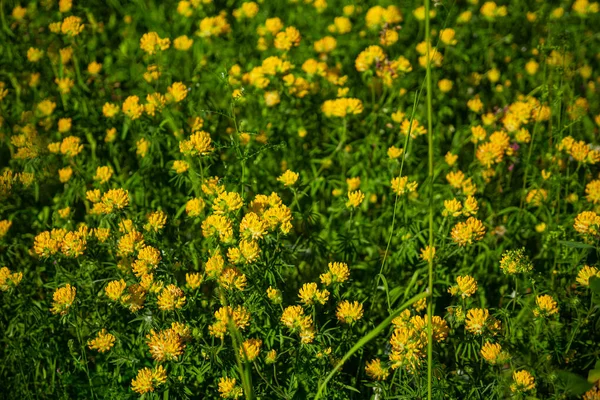 Flores Amarelas Verde Foco Suave Fundo Prado — Fotografia de Stock