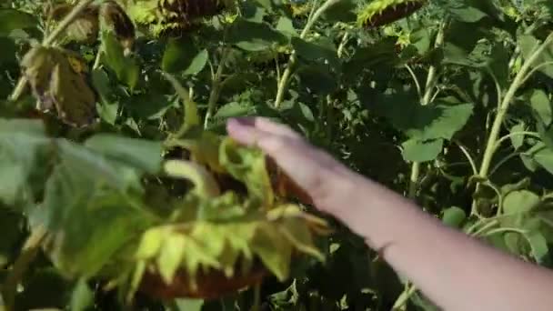 Main Féminine Touche Tournesol — Video