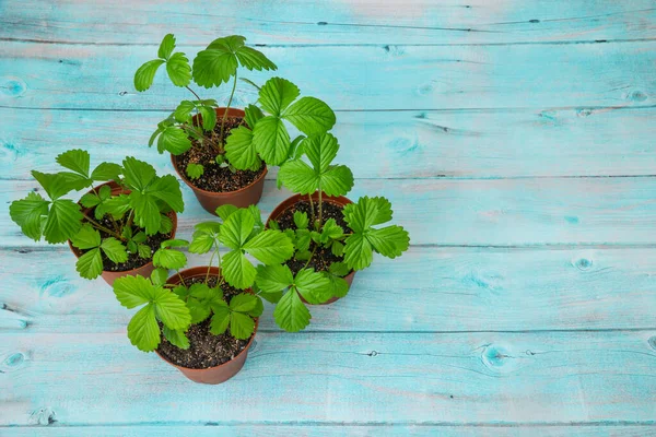 Plántulas Fresa Creciendo Macetas — Foto de Stock