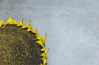 Gri arka planda tohumları olan olgun ayçiçeği