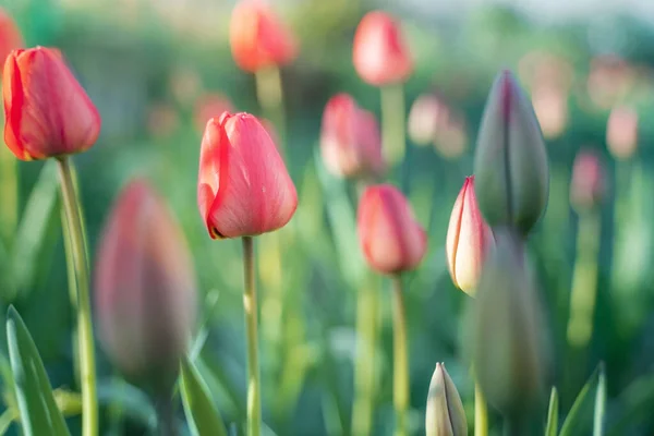 Red blooming tulips in the rays of sun light. Tulip garden in the dusk springtime.