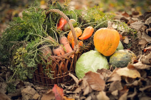 Autumn — Stock Photo, Image