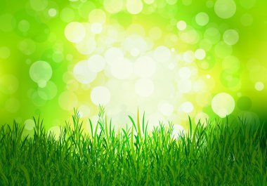 Yeşil kayın bir arka plan üzerinde çim