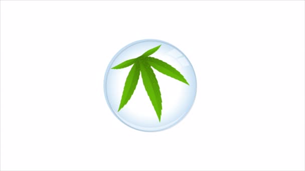 草药药用培养皿上的大麻 艺术视频说明 — 图库视频影像