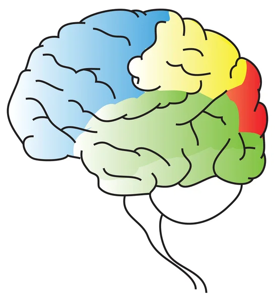 Cerveau — Image vectorielle