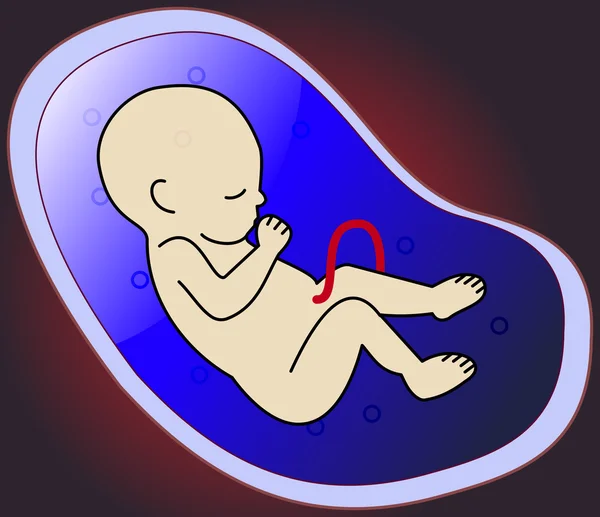 Έμβρυο στη μήτρα — Διανυσματικό Αρχείο