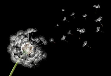 Siyah zemin çiçek karahindiba